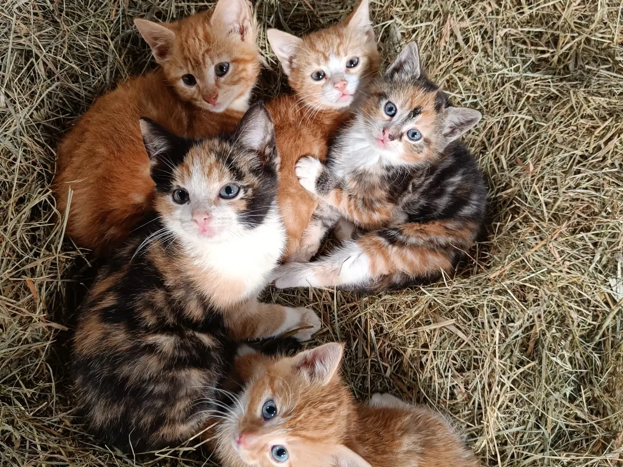 Billede 4 - 2 røde hankatte og 1 hunkat