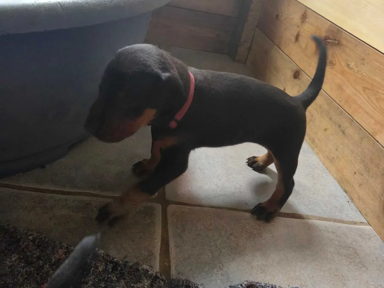 Billede 9 - Dobermann hvalpe