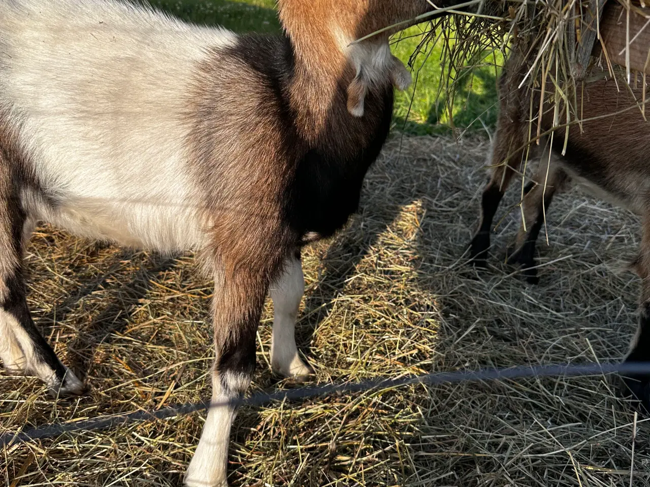 Billede 6 - Dansk landrace geder