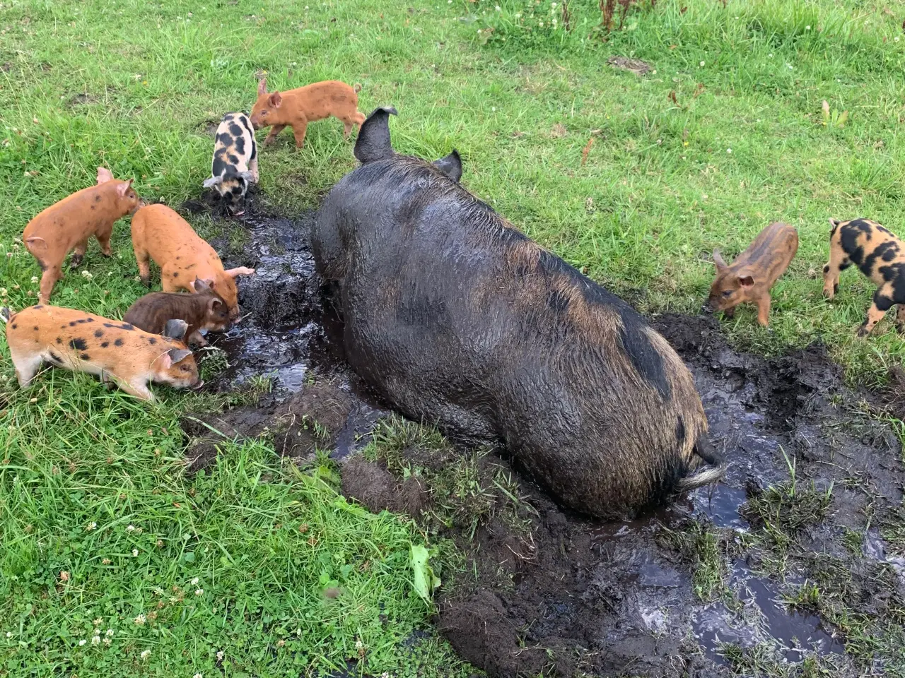 Billede 2 - Duroc/gl. Dansk landrace smågrise sælges