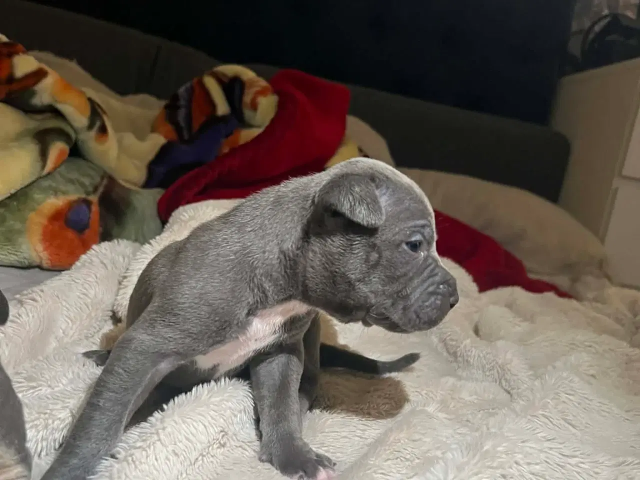 Billede 13 - American bully 🐶 