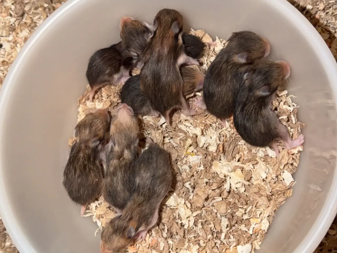 Billede 3 - Guldhamster unger