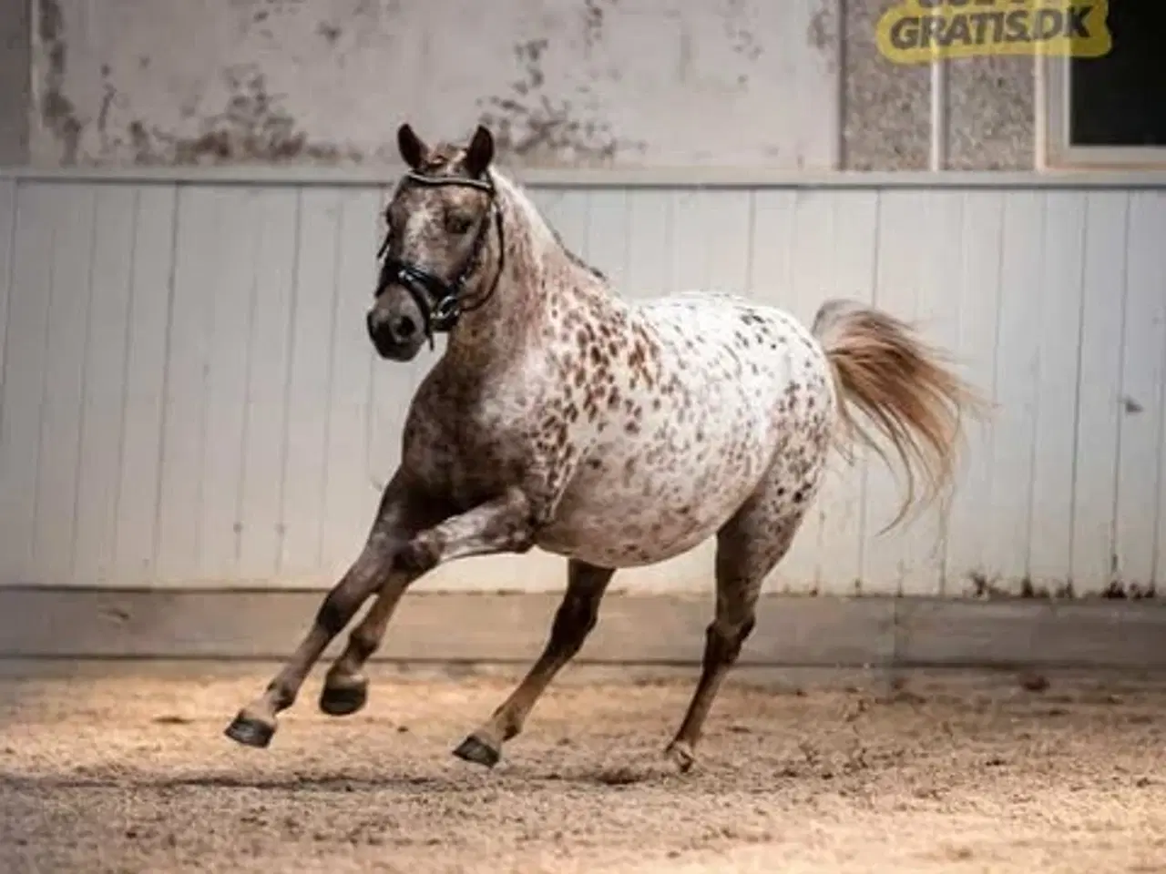 Billede 2 - Smuk knabstruppere hoppe kat. 3