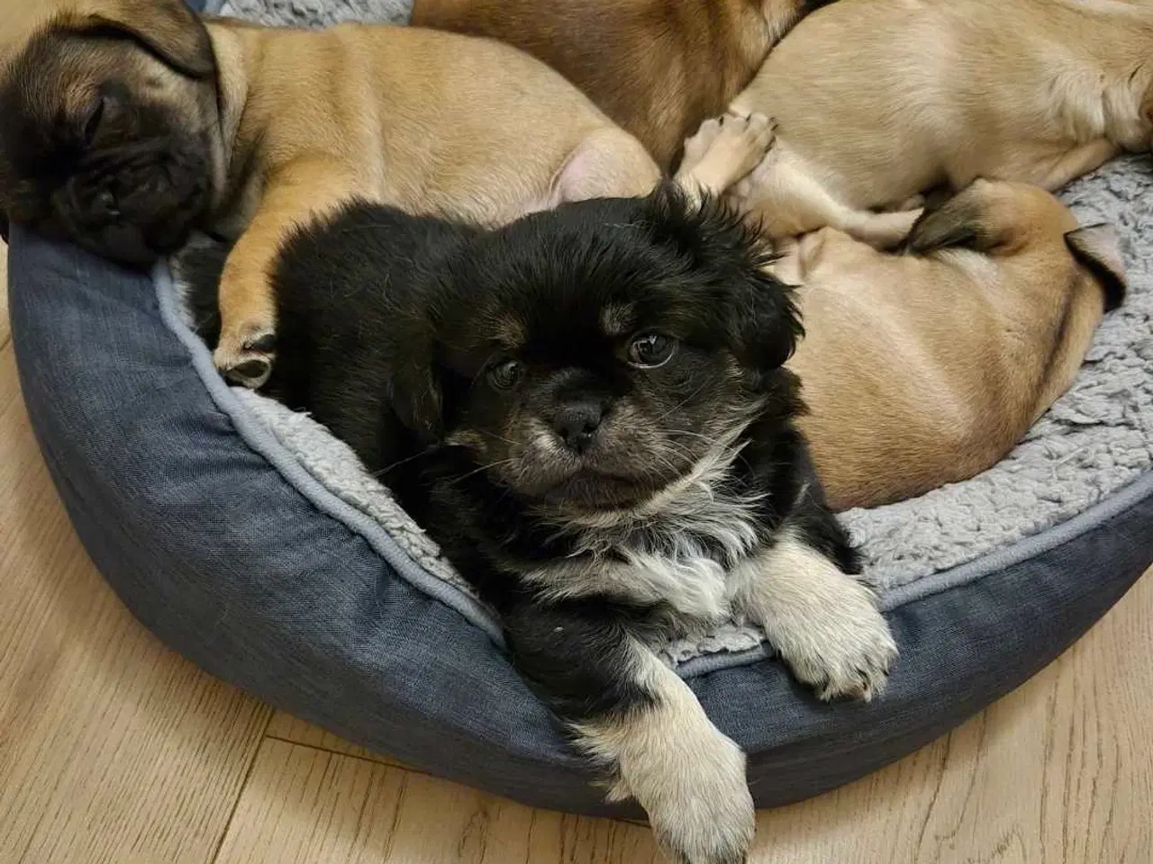 Billede 12 - Sødeste blandingshvalpe Mops/pekingeser/chihuahua 