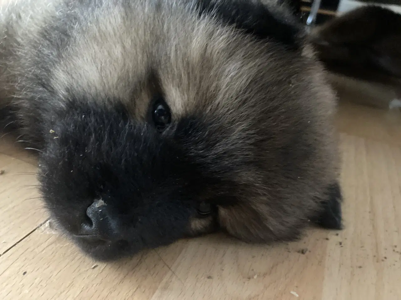 Billede 1 - Chow Chow blandinger