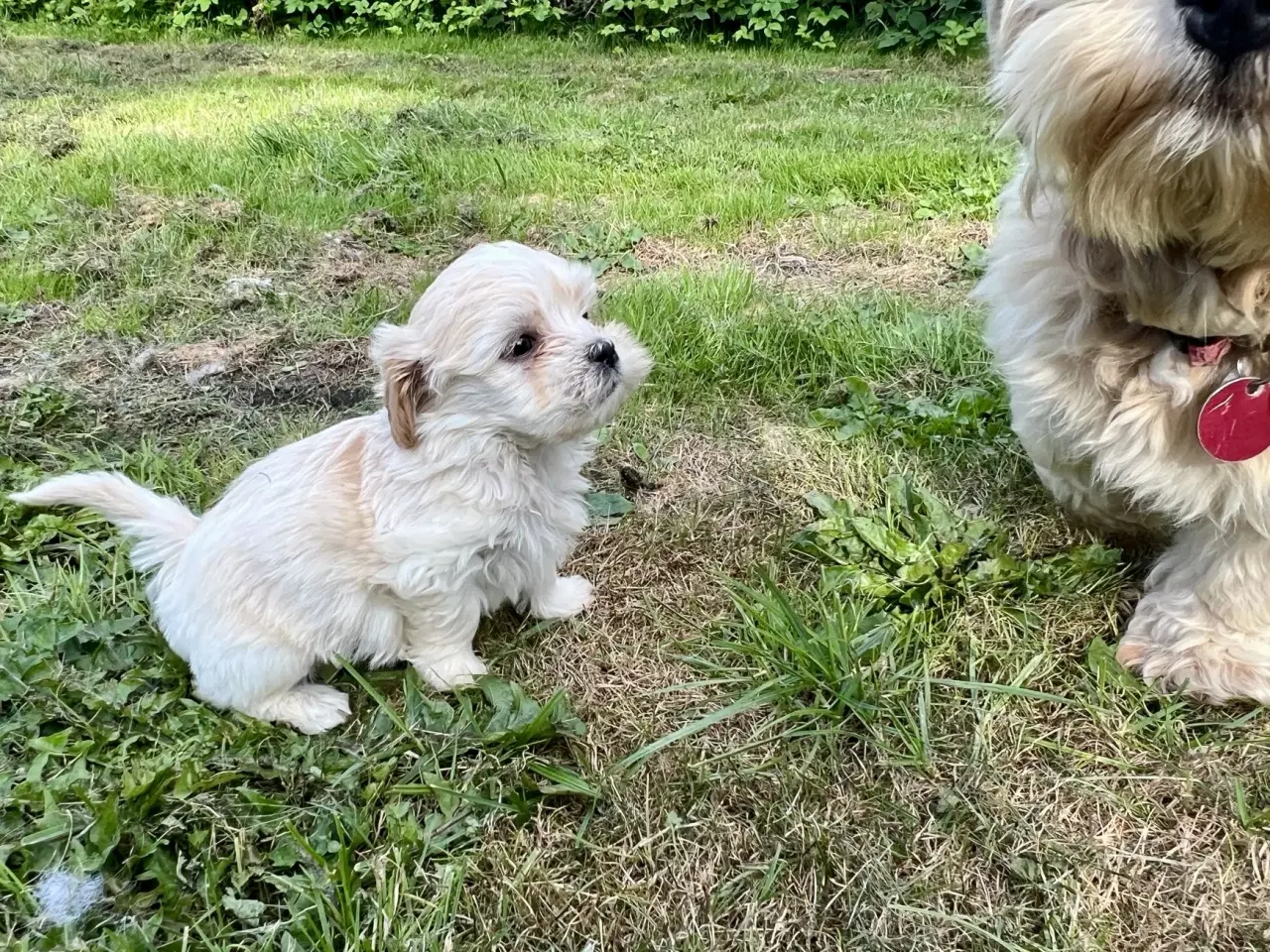 Billede 6 - Blandingshvalpe Bichon Havanais / Bolognese