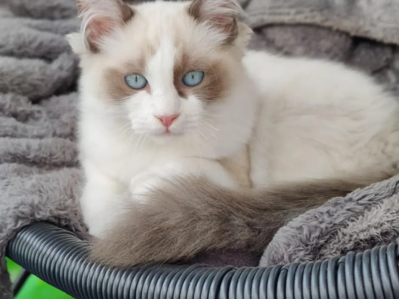 Billede 2 - Huskat/Ragdoll søger nyt hjem