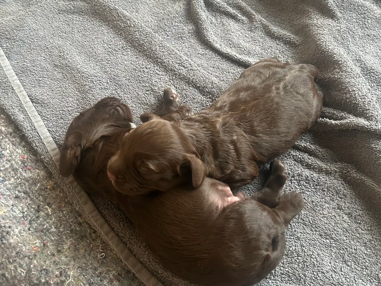 Billede 1 - Ft cocker spaniel hvalpe