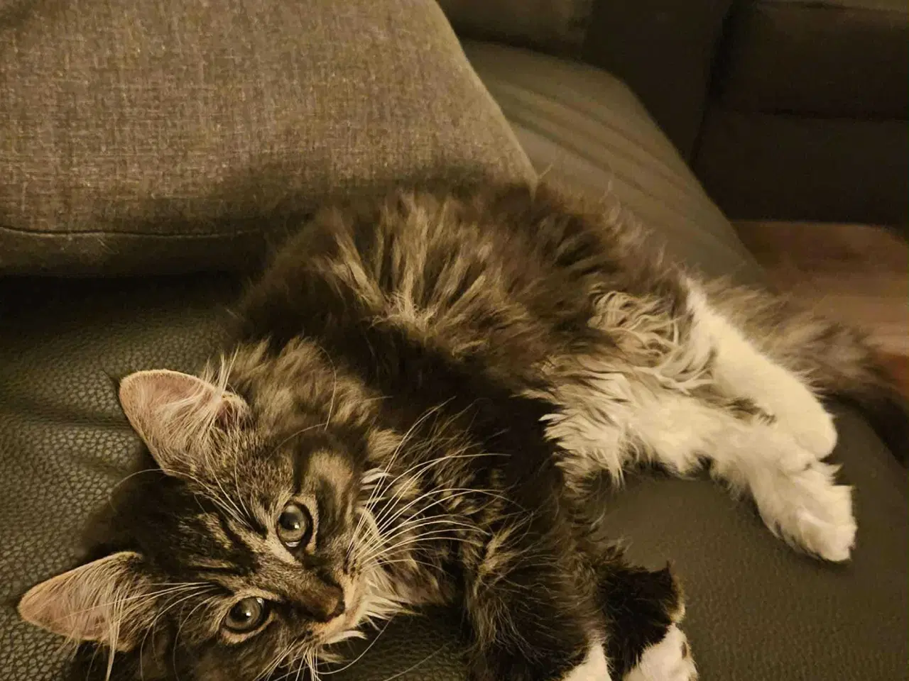 Billede 4 - Main coon pige Freja polydactyl