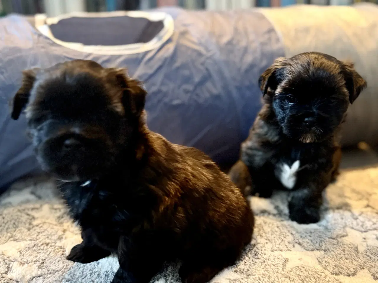 Billede 10 - Små chokoladefarvede uldtotter 🤎