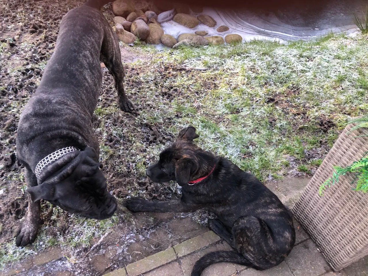 Billede 2 - Jack   Cane Corso og Chæfer