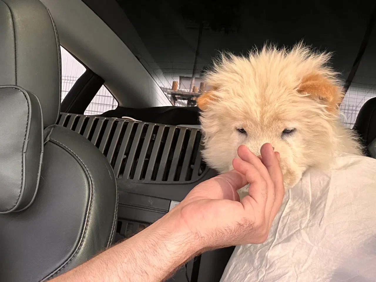 Billede 2 - Smuk og kærlig Chow Chow – 6 måneder, sund og glad