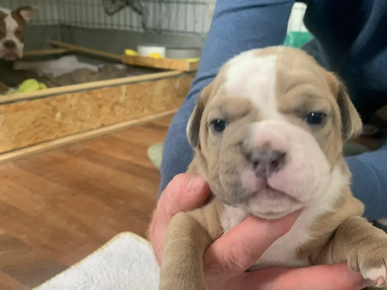 Billede 1 - New English Bulldog hvalpe 