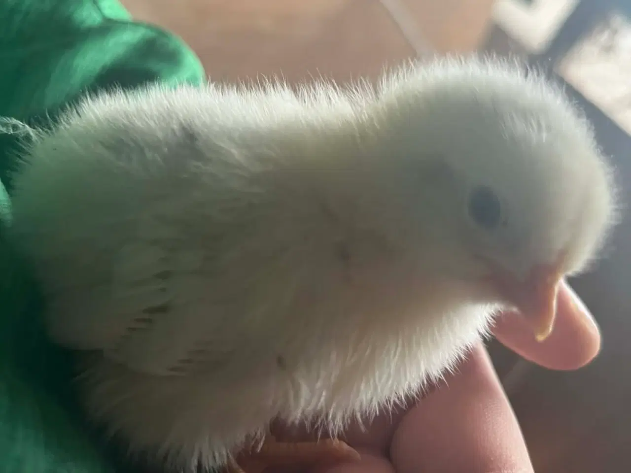 Billede 2 - Grønlæggere kyllinger 