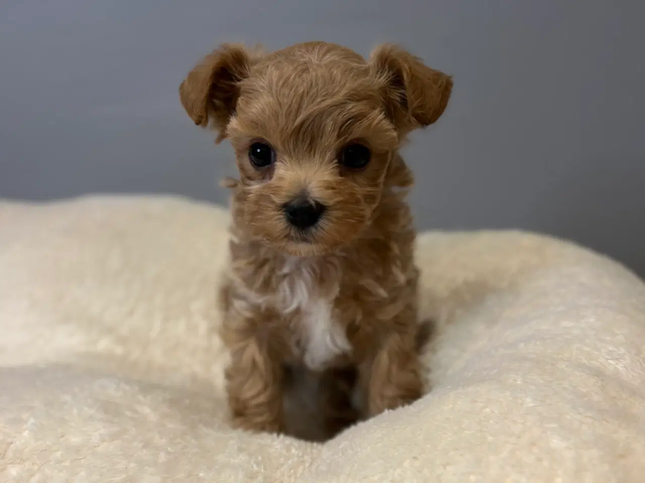 Billede 5 - Mini Maltipoo dreng