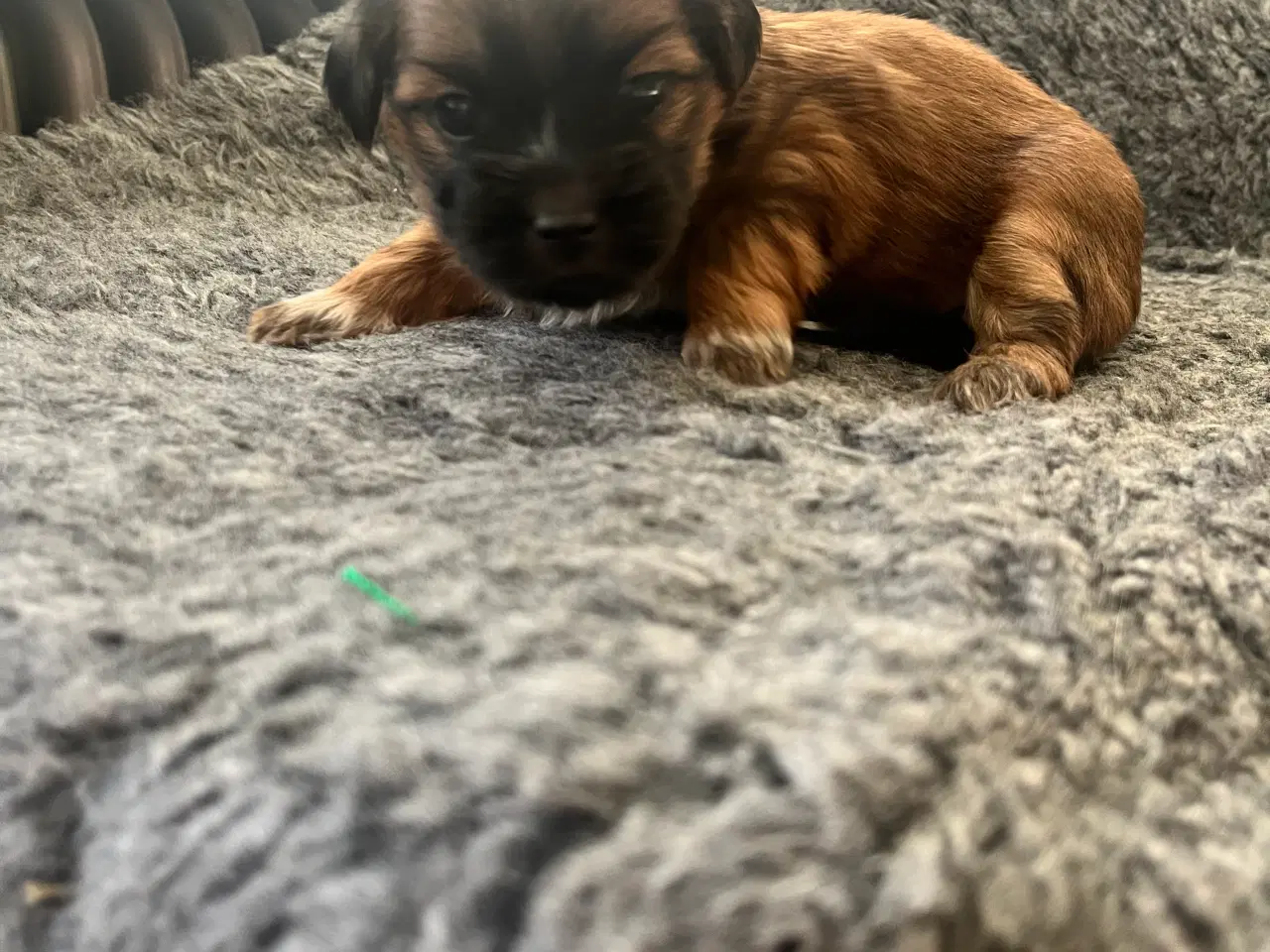 Billede 3 - Boomer hvalpe 🥰