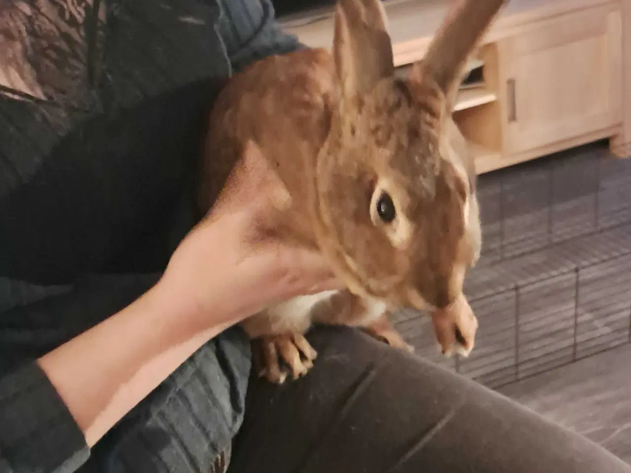Billede 3 - Rex hun kanin