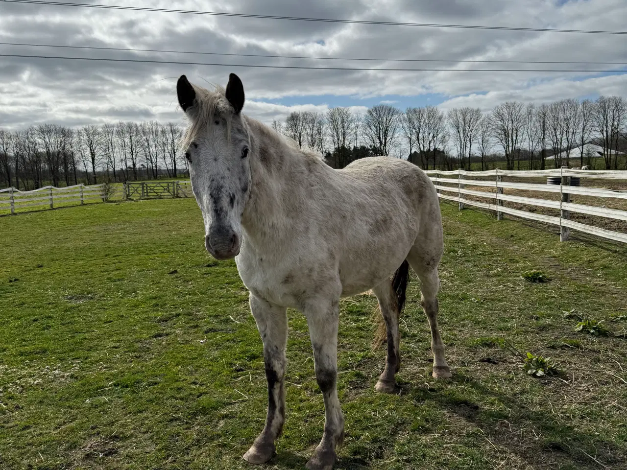 Billede 1 - Knabstrupper vallak og hoppe 
