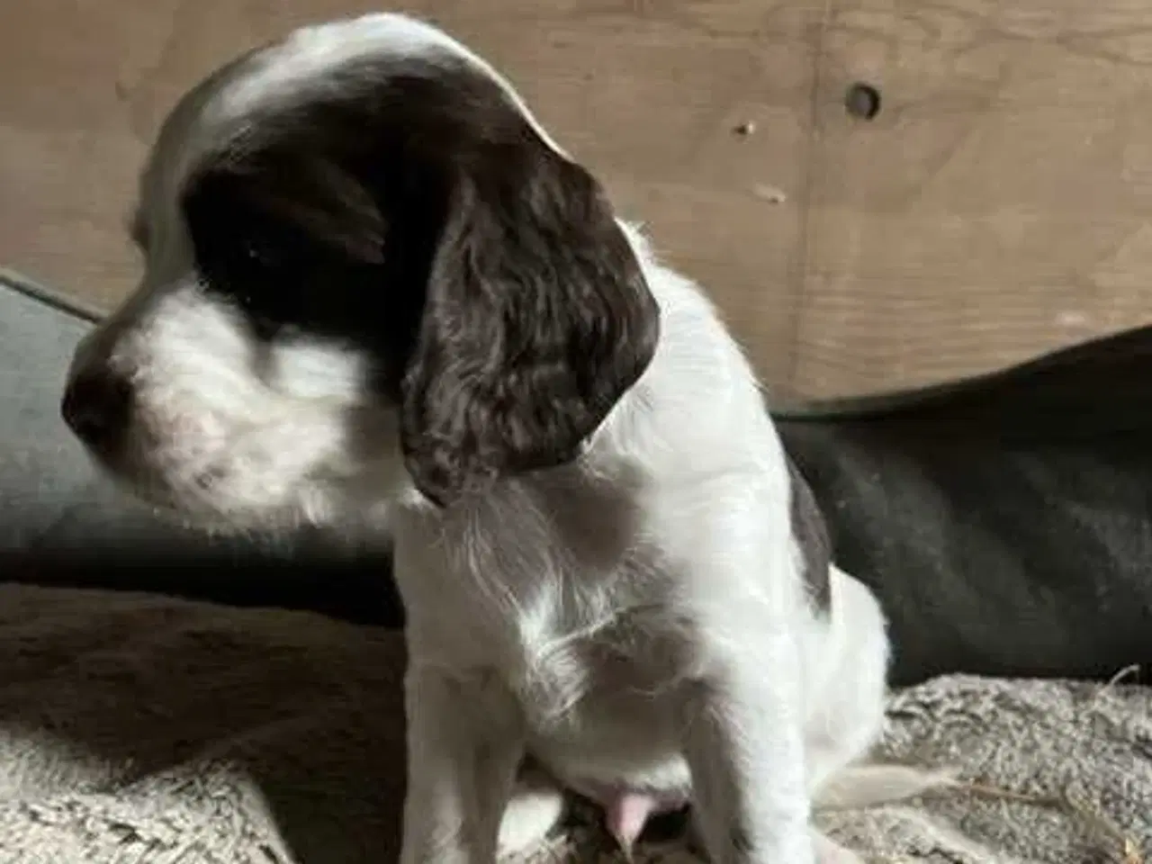 Billede 4 - FT cocker spaniel 