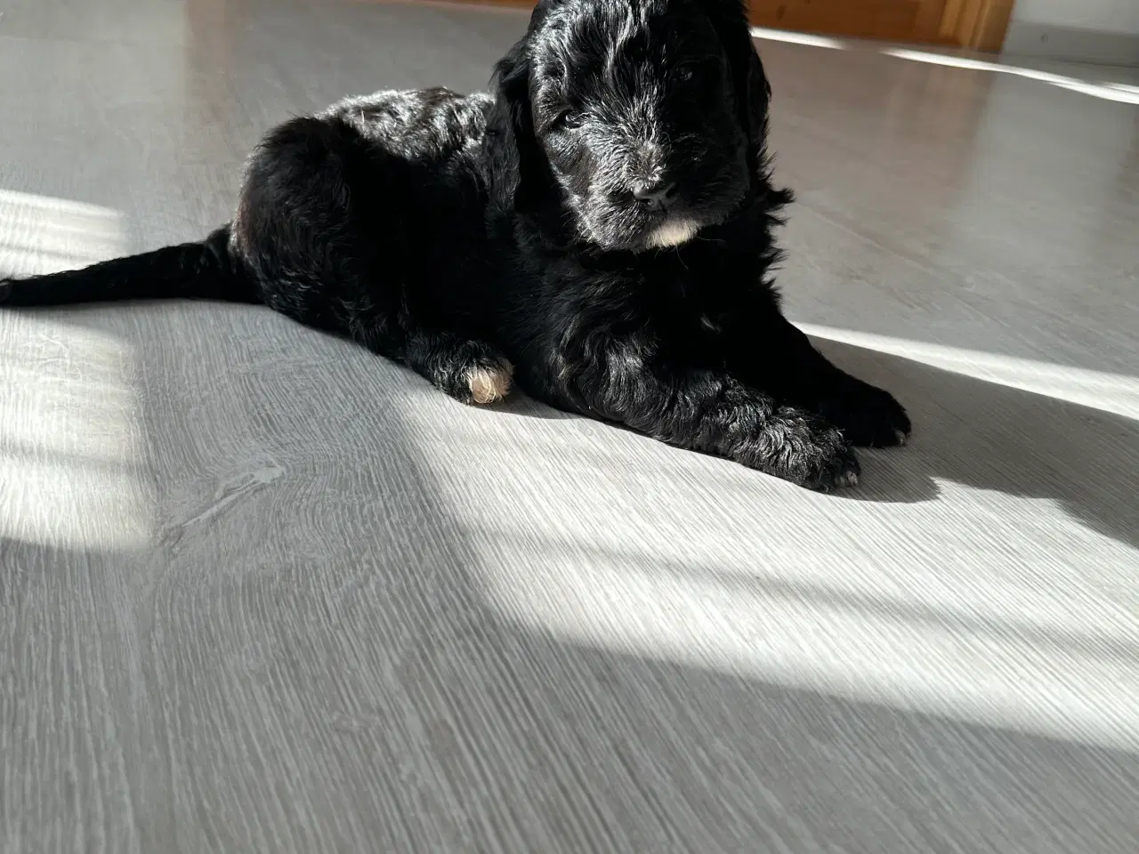 Billede 3 - Bernedoodles hvalp