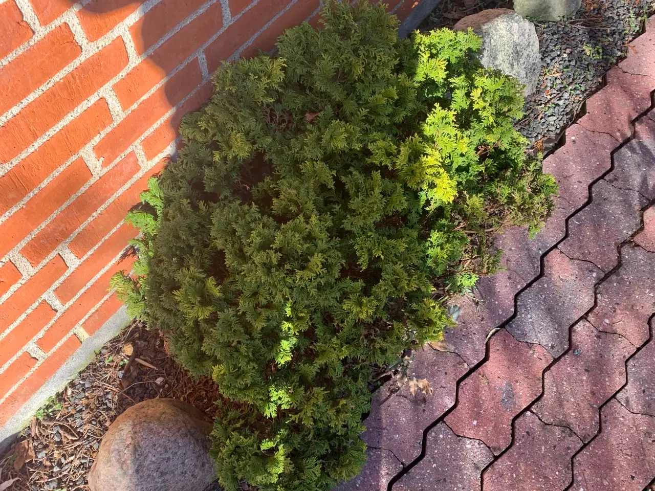 Billede 10 - Thuja busk og solbærbusk m m og mange marksten