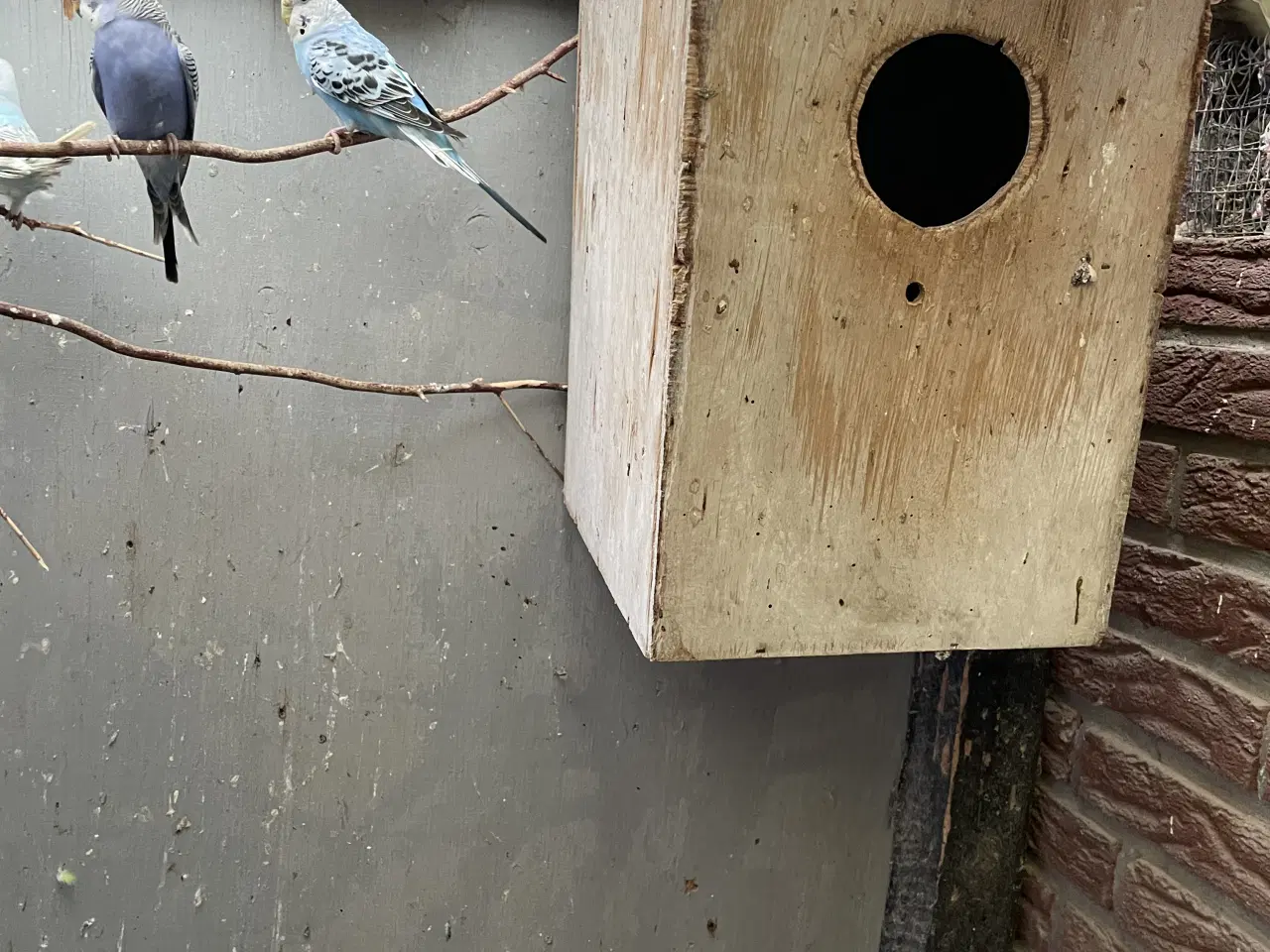 Billede 2 - Undulatunger 