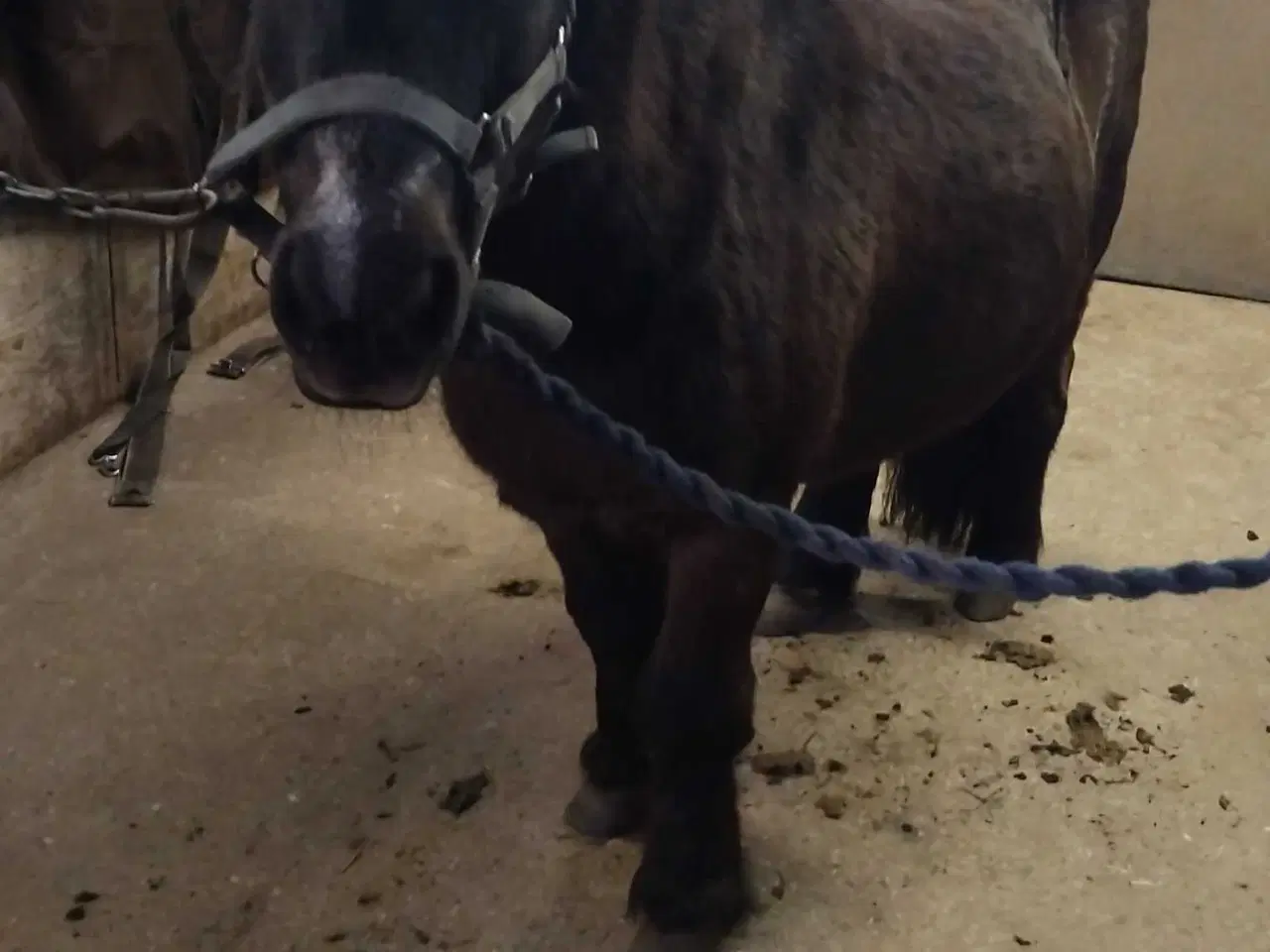 Billede 3 - Sød og rolig børne pony