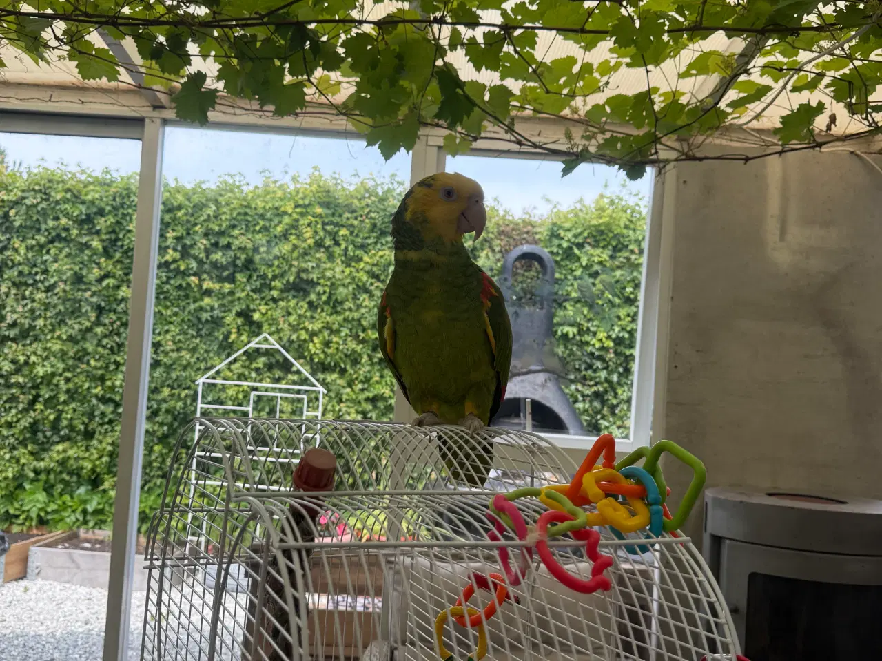 Billede 4 - 🦜 Double Yellow Head Amazon par søger nyt hjem 🦜