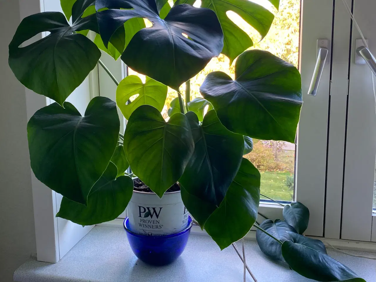 Billede 2 - Monstera