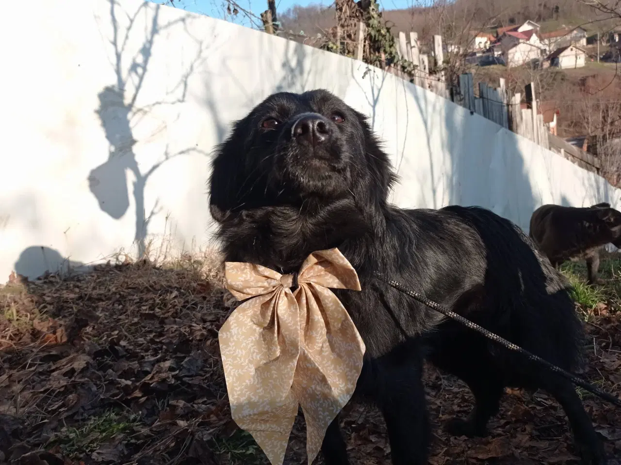 Billede 12 - Astrid fra A-holdet - Mild og kærlig