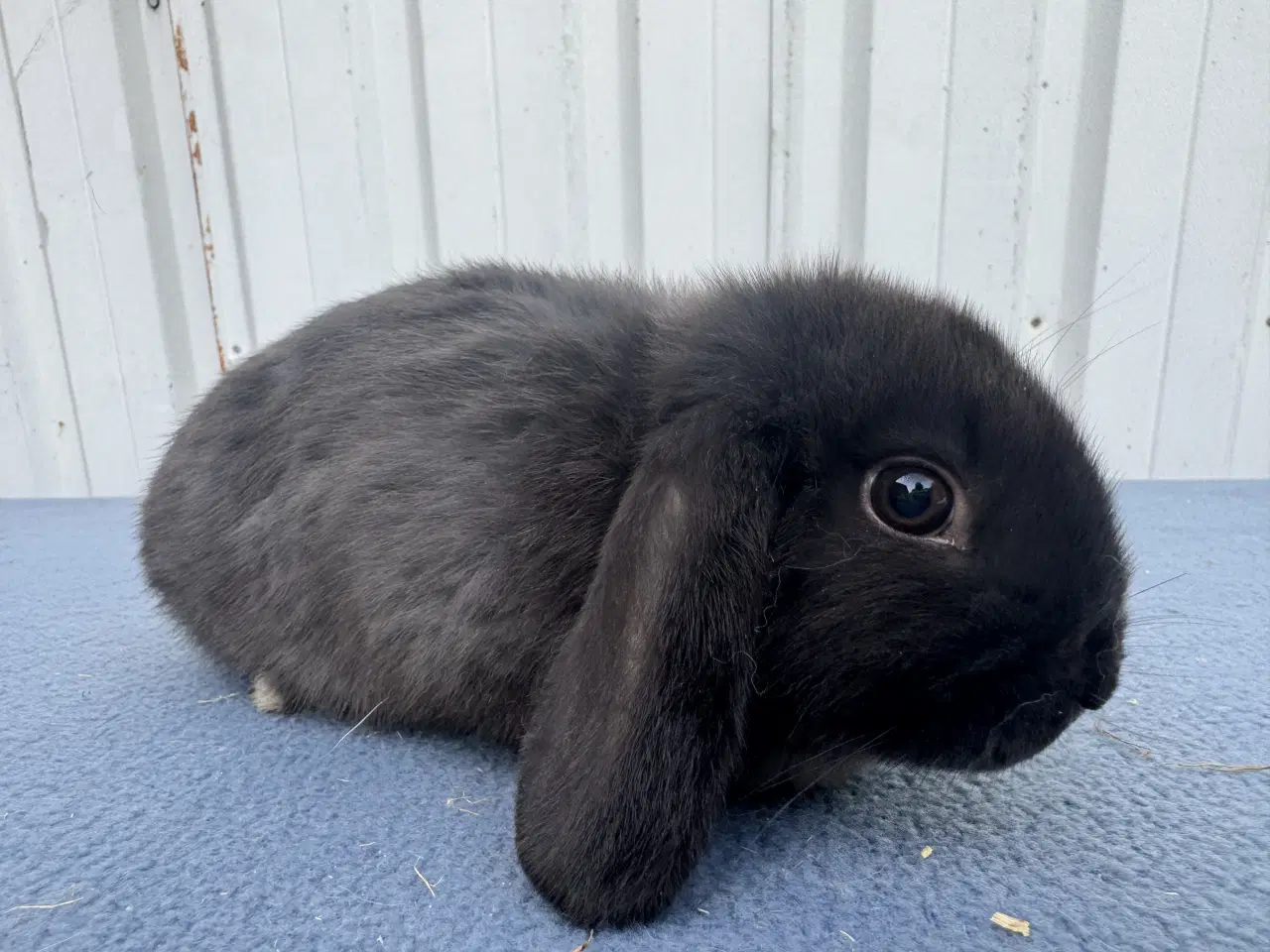 Billede 5 - Dværgvædder hunkanin