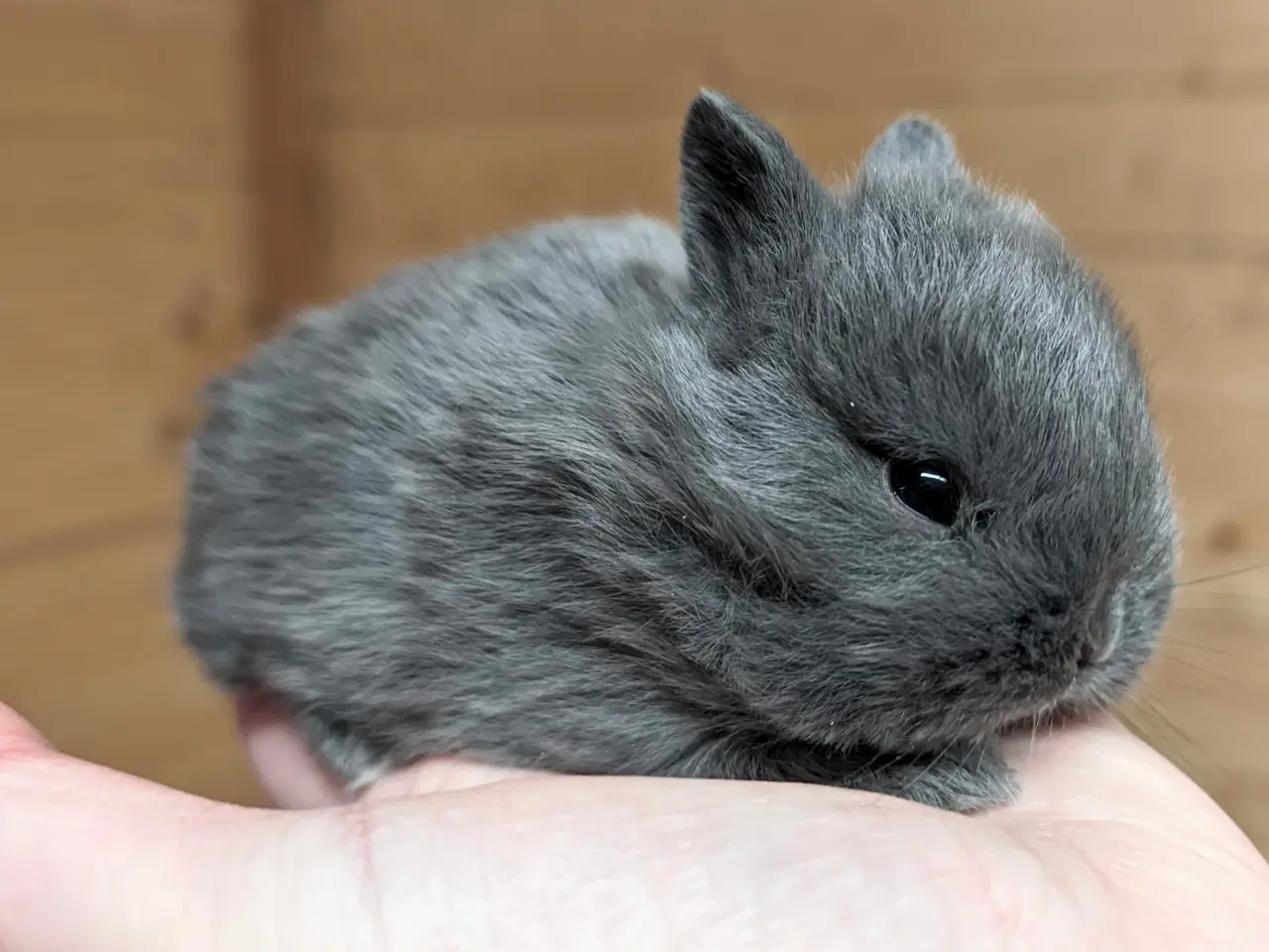 Billede 5 - Hermelin kaninunge sælges