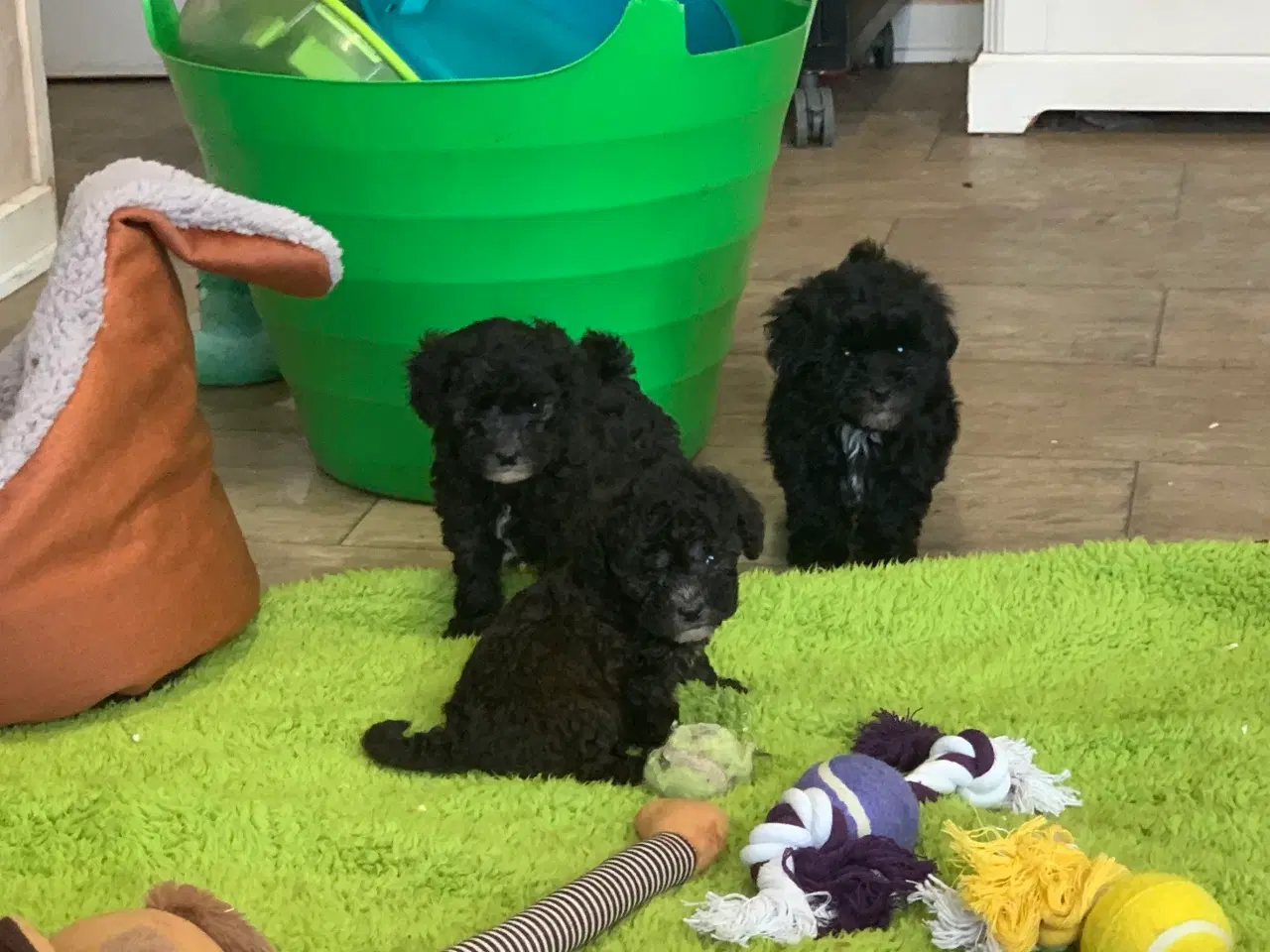 Billede 6 - Mini Maltipoo babyer 