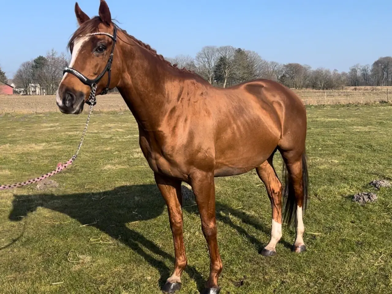 Billede 5 - Bedækning ved avlsgodkendt hingst