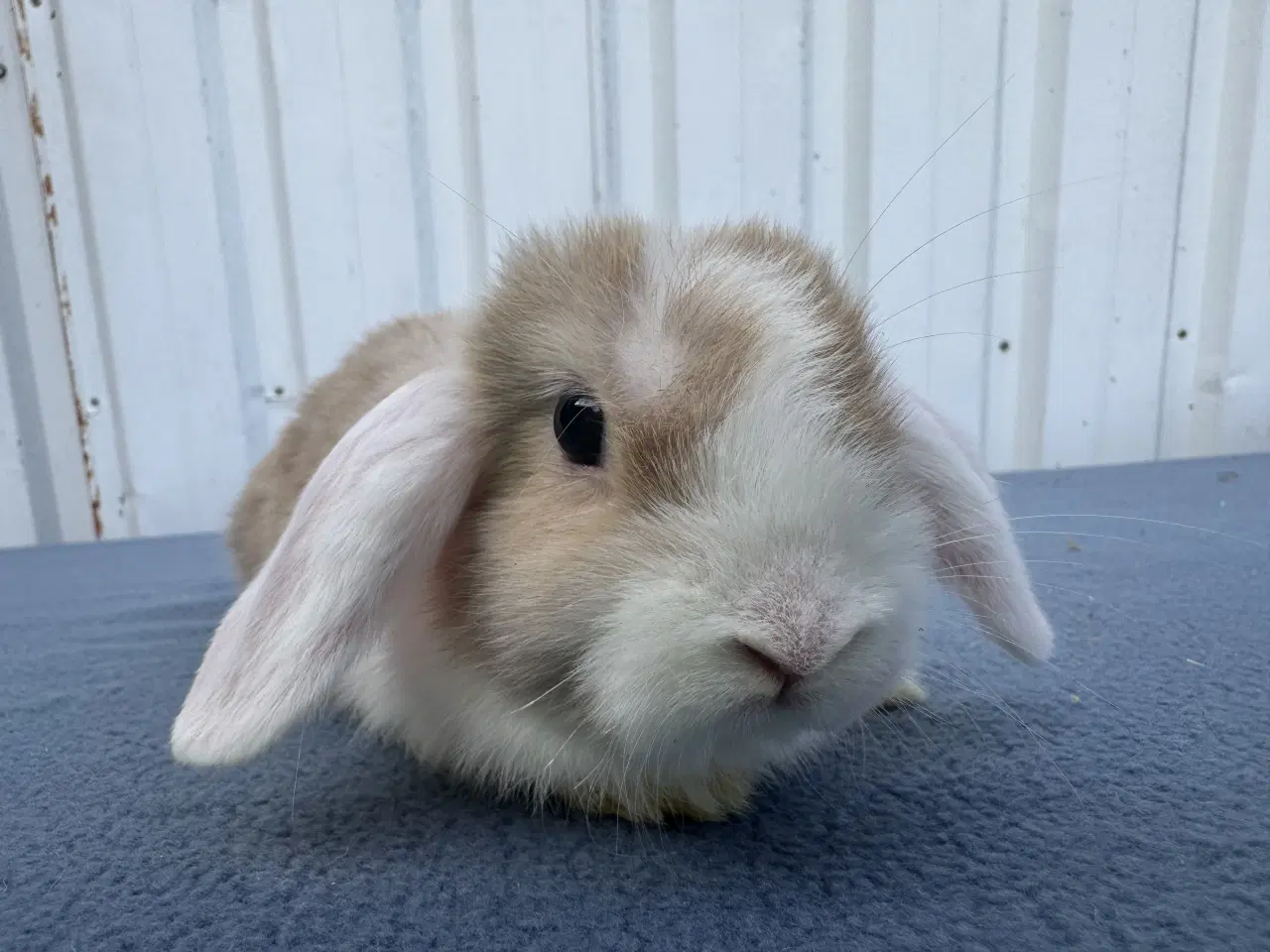 Billede 6 - Dværgvædder/Mini lop hunkanin
