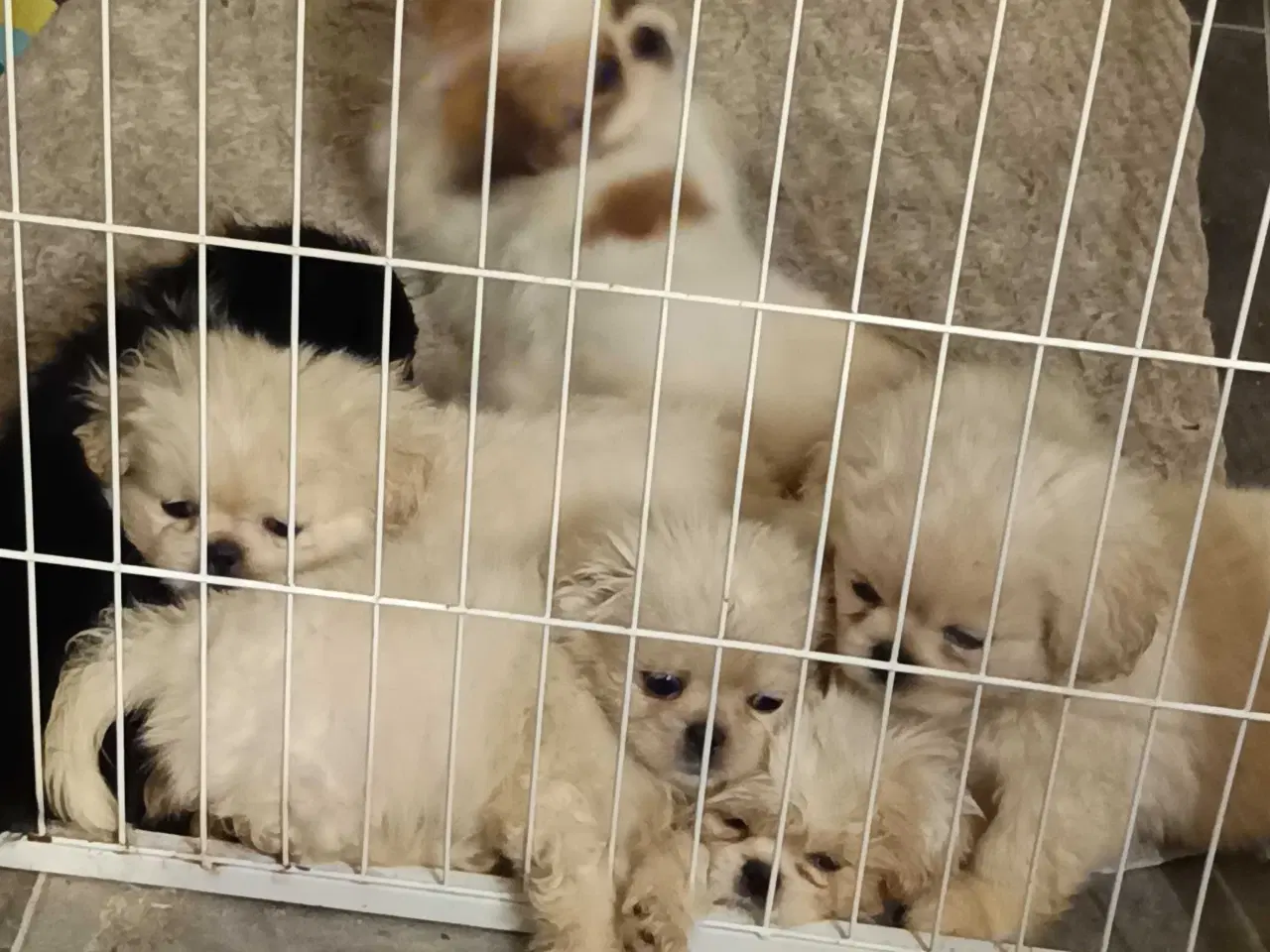 Billede 1 - Lækre hvapser 