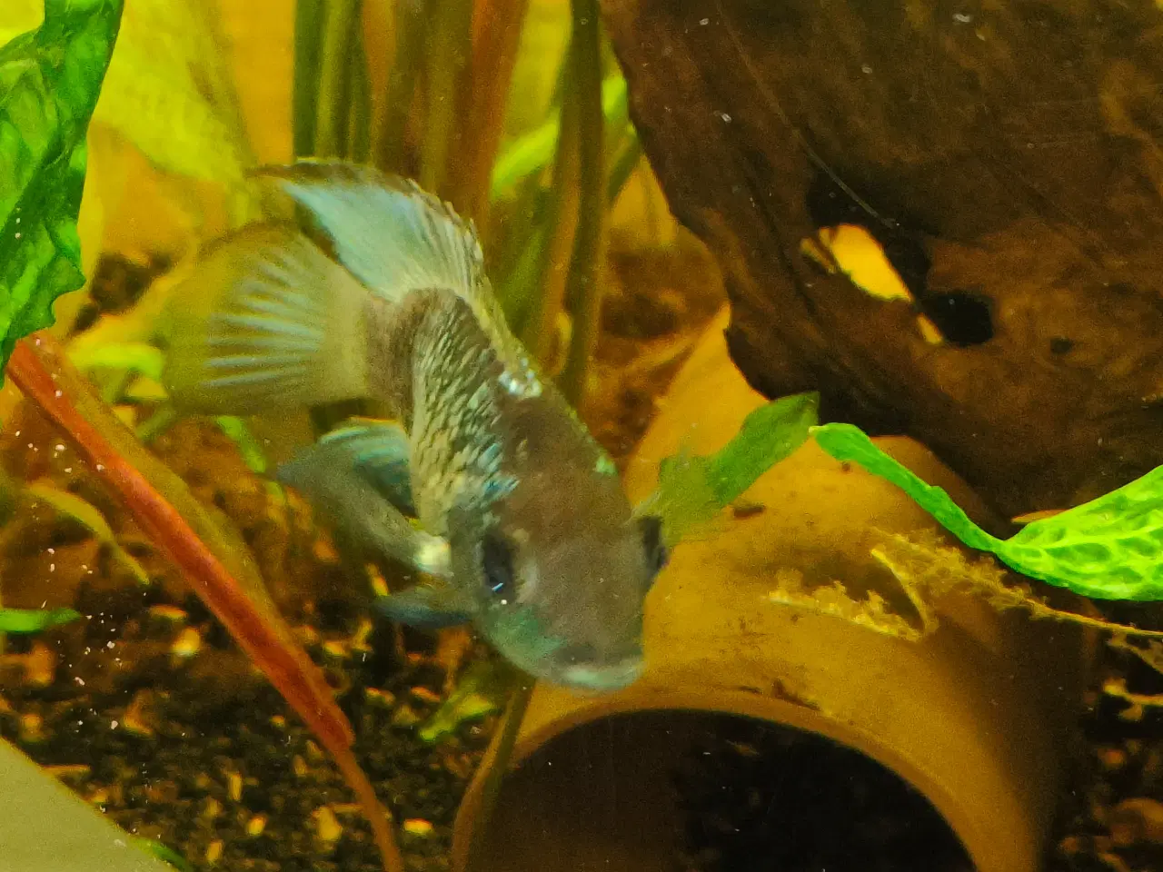 Billede 4 - Electric blue acara hun 