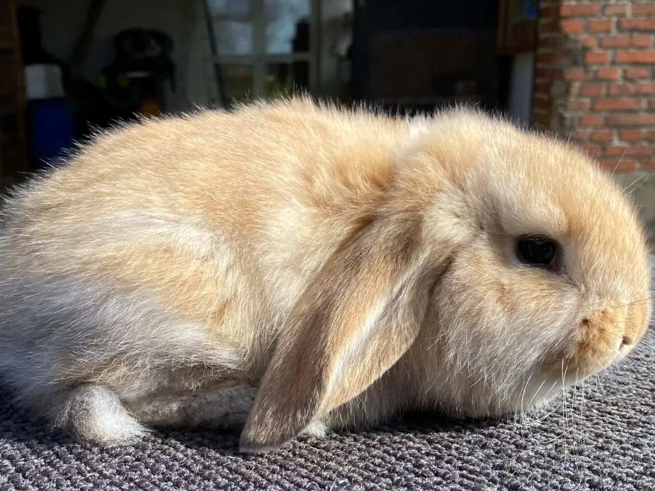 Billede 7 - FRANSK VÆDDER HUN VILDTGUL