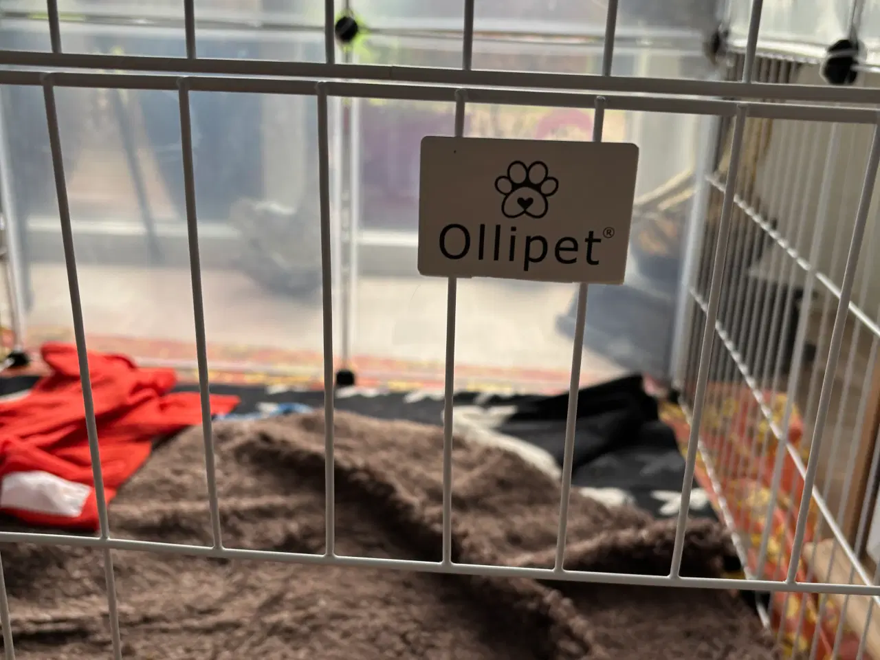 Billede 2 - Ollipet Hvalpegård