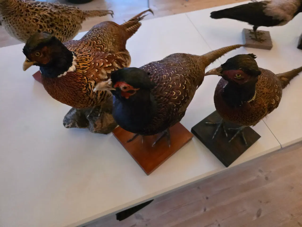 Billede 3 - Fasaner, Kragefugle og due, samlet eller opdelt