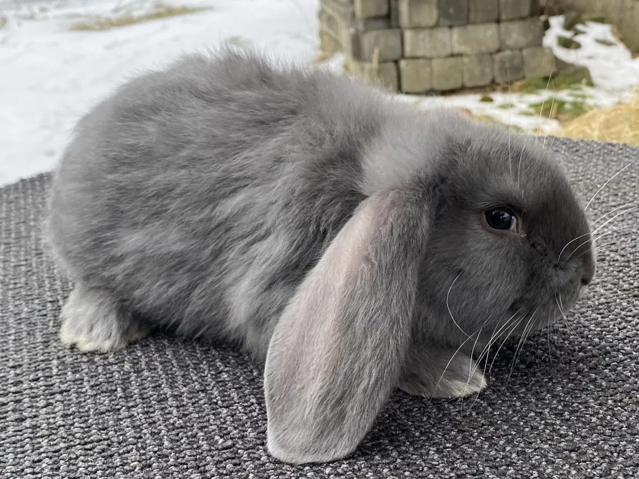 Billede 1 - FRANSK VÆDDER HAN BLÅ