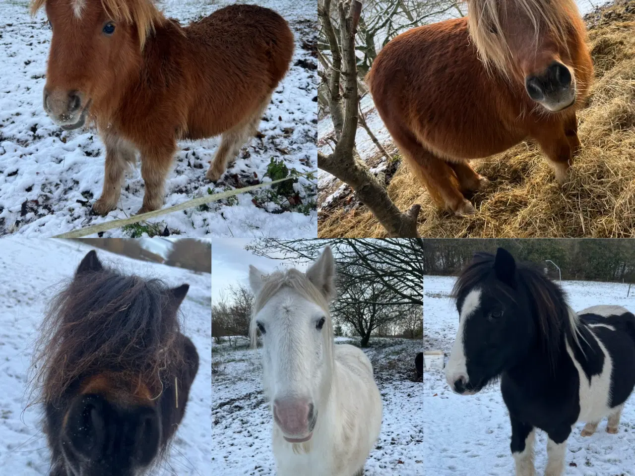 Billede 1 - shetlænder og tinker