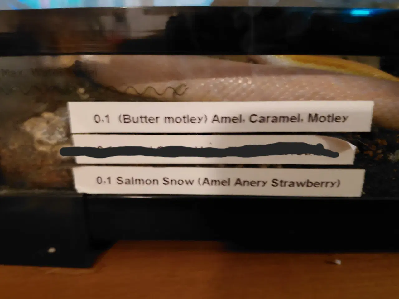 Billede 3 - Kornsnog hunner