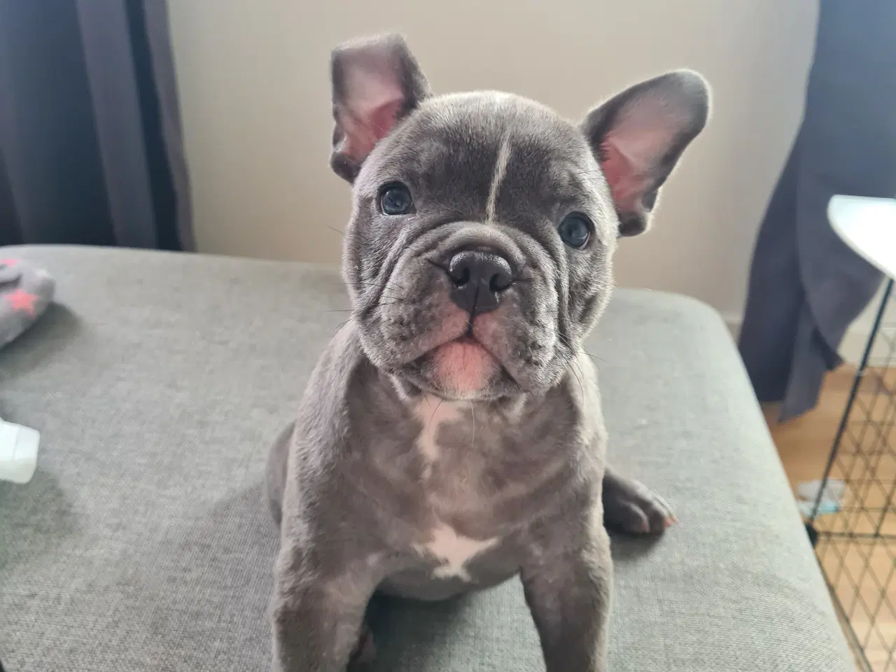 Billede 4 - American bully 