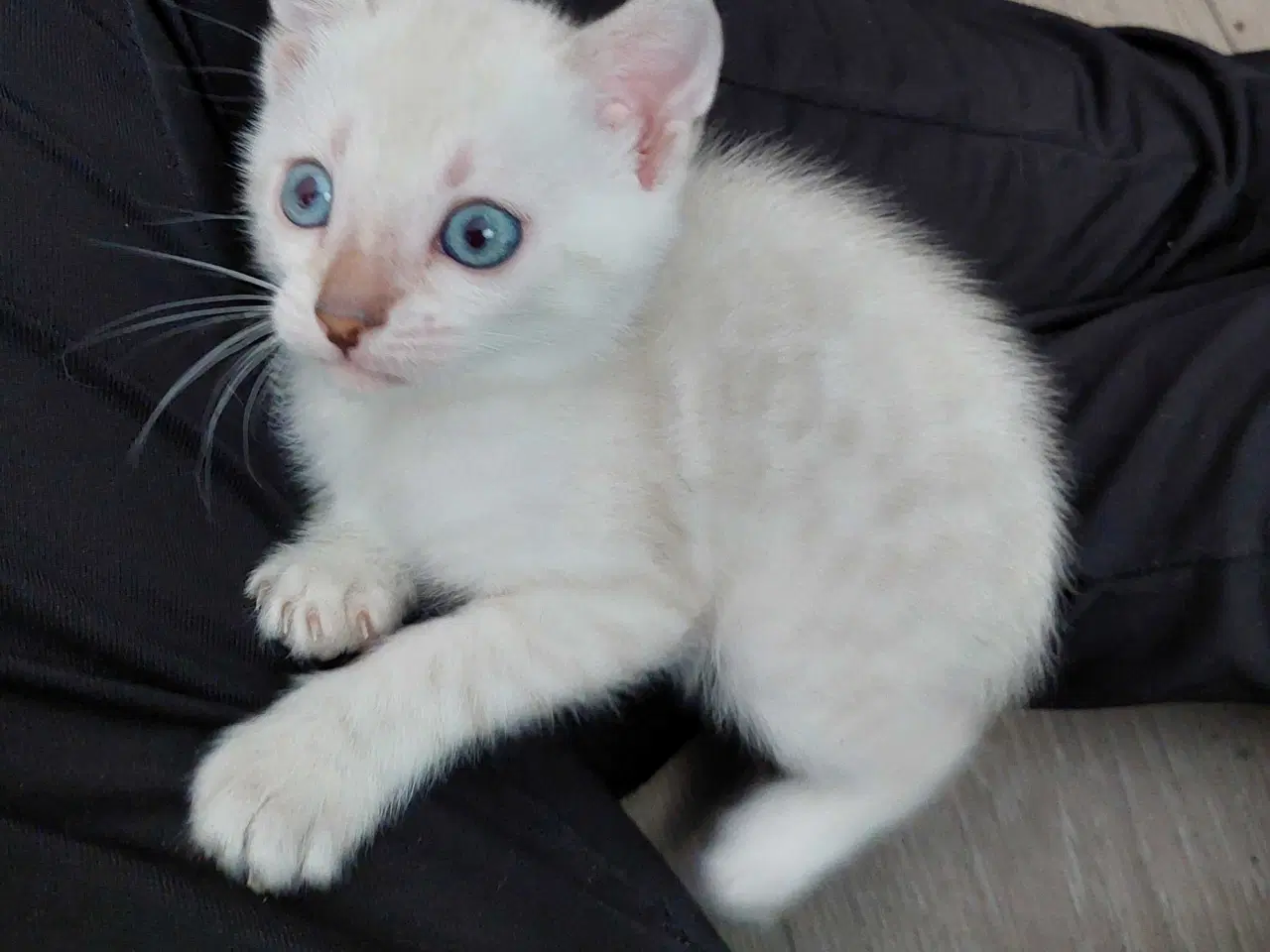 Billede 1 - Bengal killinger 