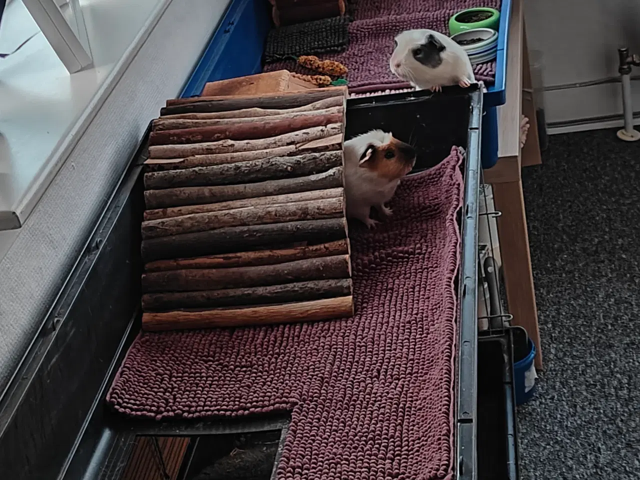 Billede 3 - 🐹🦸‍♂️ Supermand & Batmand søger nyt heltehjem 🦸