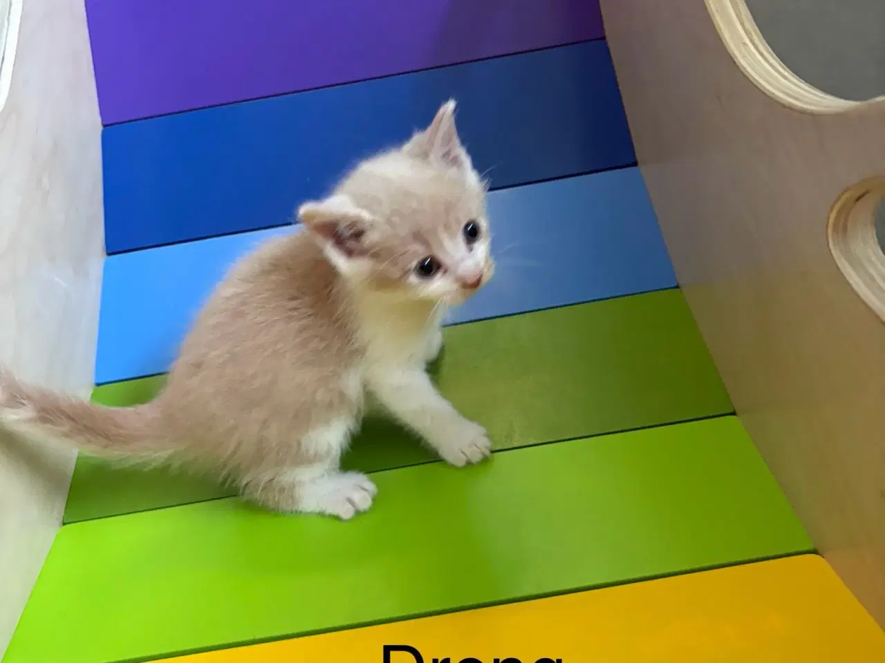 Billede 5 - Kattekillinger