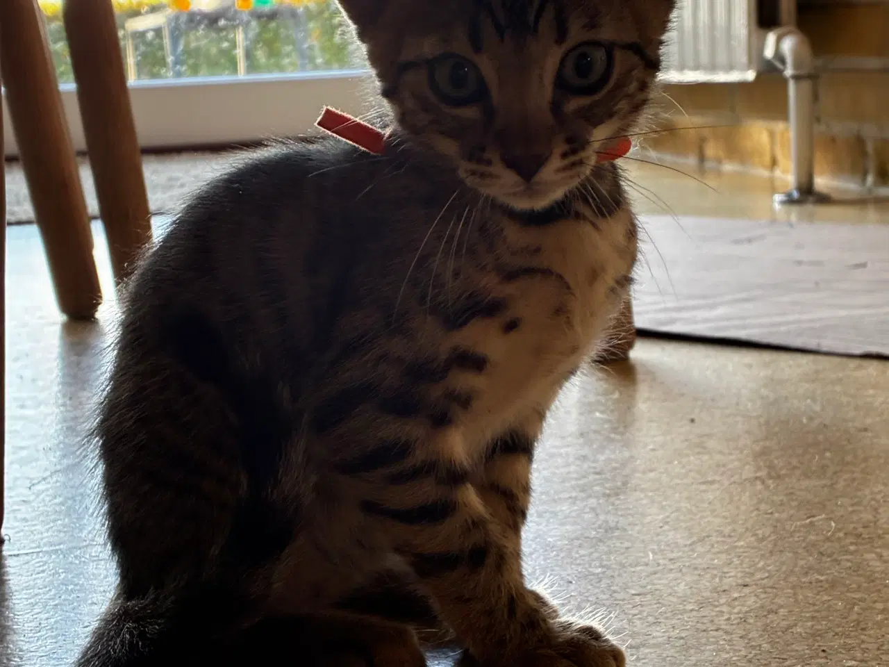 Billede 7 - Bengal blandingskilling