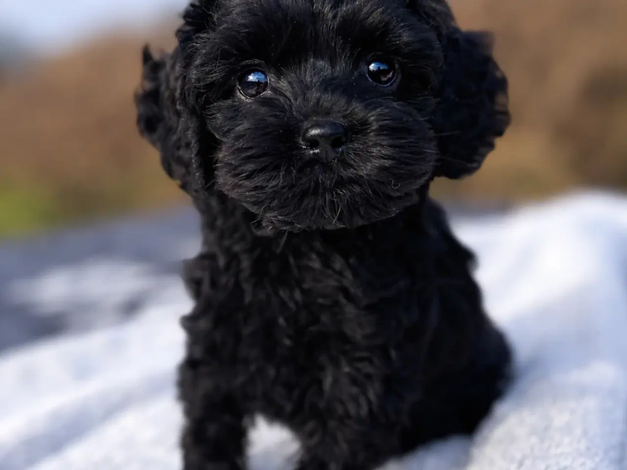 Billede 3 - Cockapoo dreng