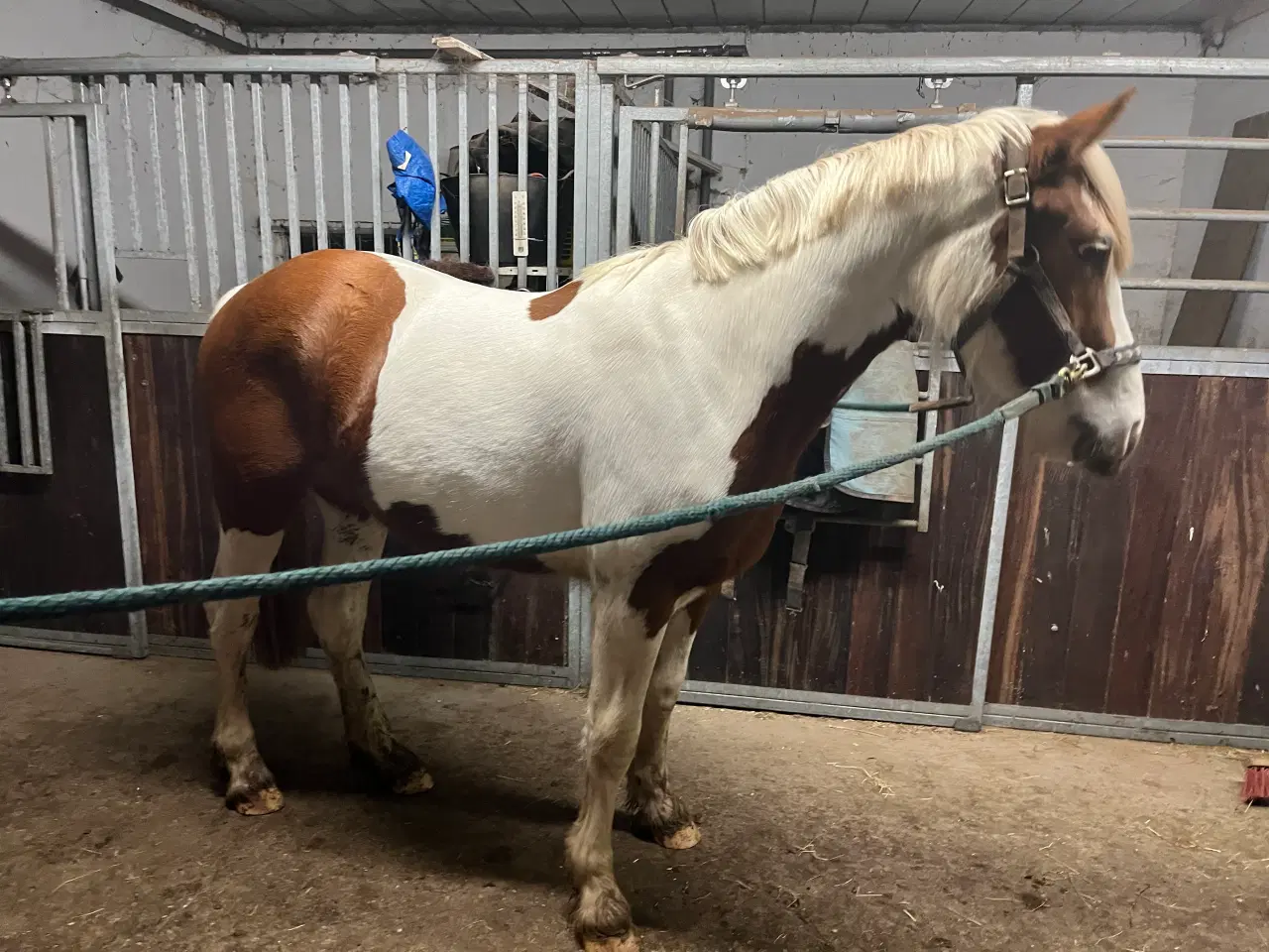 Billede 5 - Tinker/dansk varmblods plag